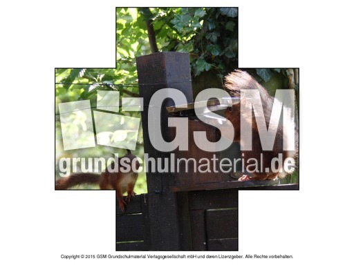 Formen-Eichhörnchen-Fotos-3.pdf